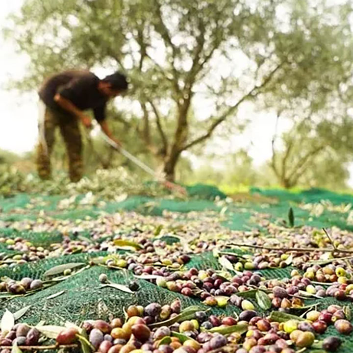 ווו פּלאַסטיק מעש דערוואַקסן באהאנדלט אָליווע האַרוועסט קאָווער נעץ